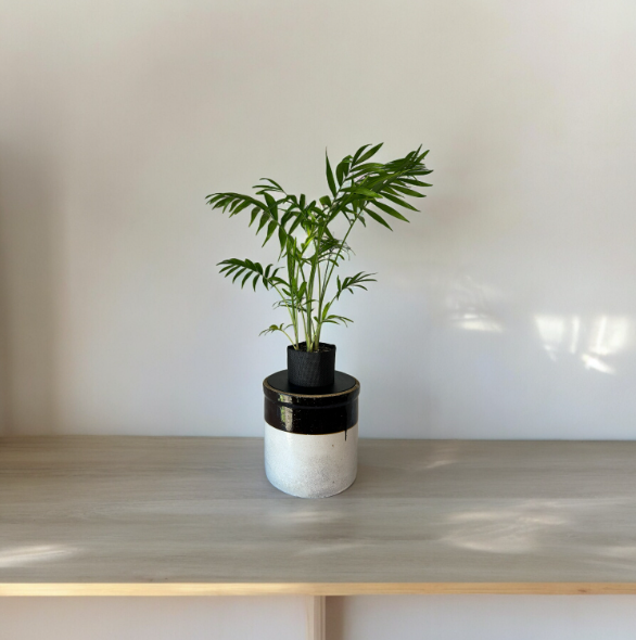 Vintage Two-Toned Stoneware Crock Planter with Elegant Parlor Palm