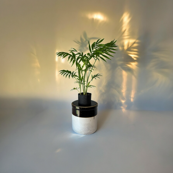 Vintage Two-Toned Stoneware Crock Planter with Elegant Parlor Palm