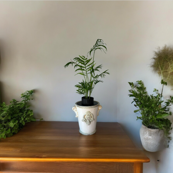 Upcycled Vintage Planter with Parlor Palm Plant