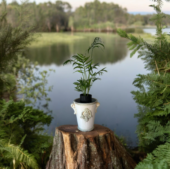 Upcycled Vintage Planter with Parlor Palm Plant