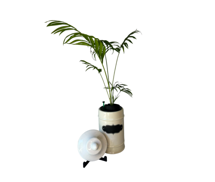 1950's Ceramic Apothecary Jar Planter With Lid with Parlor Palm Plant
