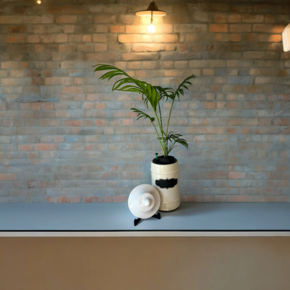 1950's Ceramic Apothecary Jar Planter With Lid with Parlor Palm Plant