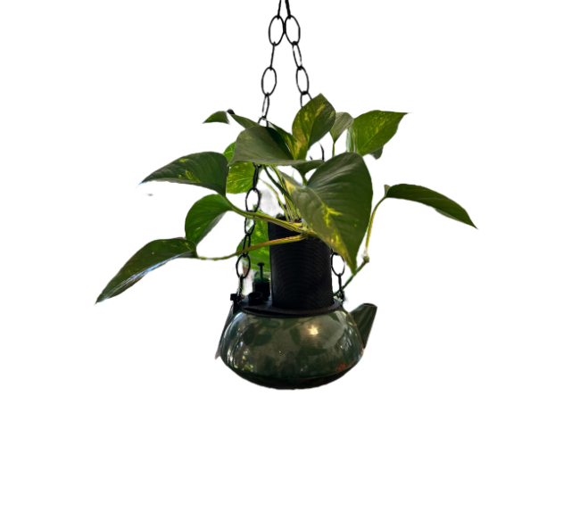 Emerald Green Hanging Coffee Pot Planter with Golden Pothos Plant