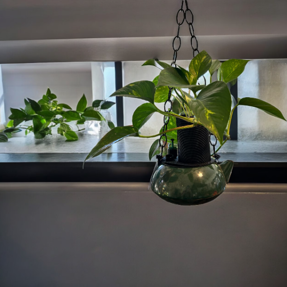 Emerald Green Hanging Coffee Pot Planter with Golden Pothos Plant