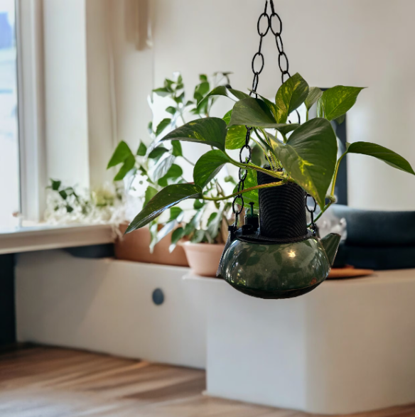 Emerald Green Hanging Coffee Pot Planter with Golden Pothos Plant