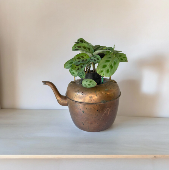 Antique Copper & Brass Large Coffee Pot Planter with Prayer Plant