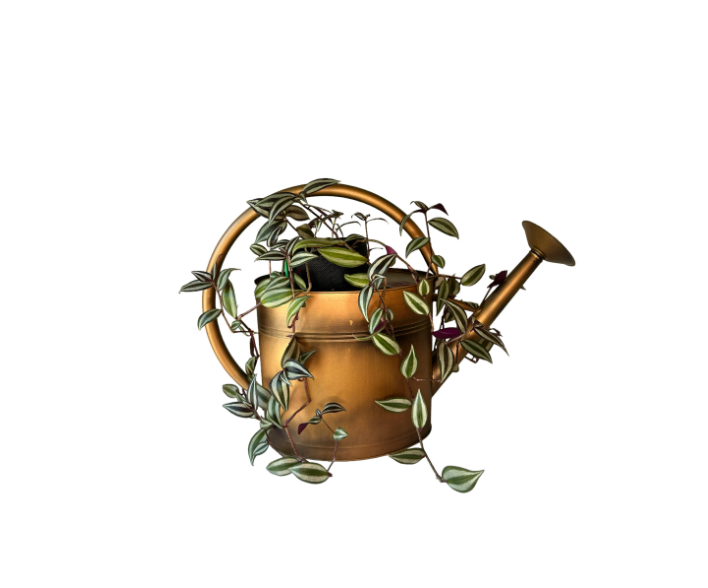Loop Style Watering Copper Finish Can Planter with Tradescantia Plant