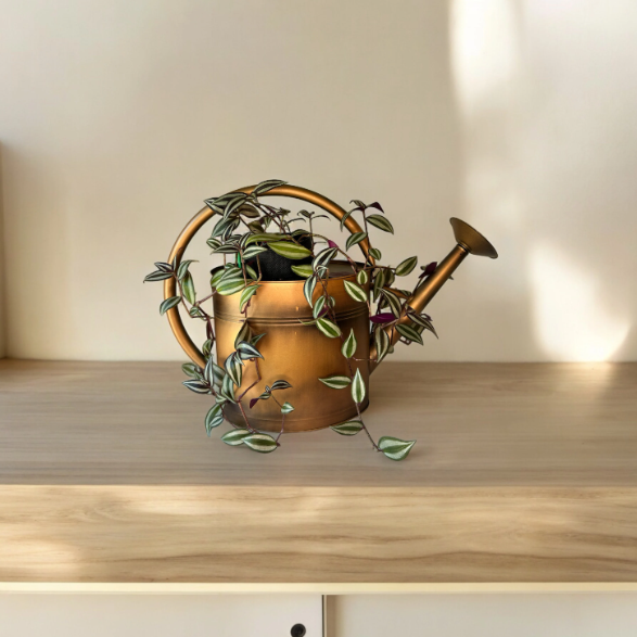 Loop Style Watering Copper Finish Can Planter with Tradescantia Plant