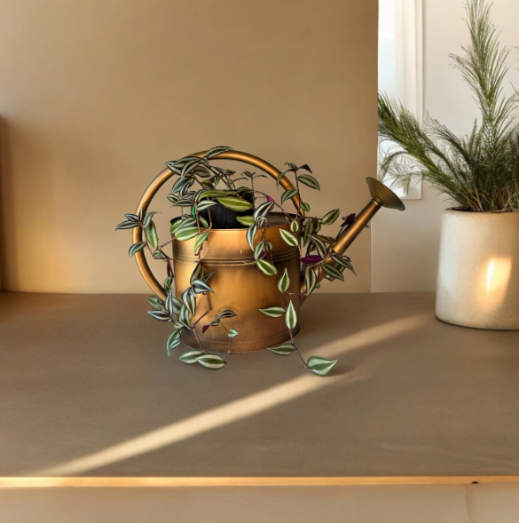 Loop Style Watering Copper Finish Can Planter with Tradescantia Plant