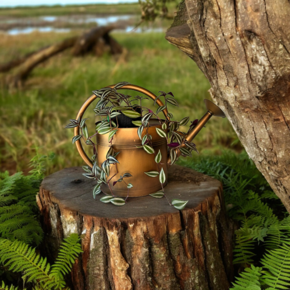 Loop Style Watering Copper Finish Can Planter with Tradescantia Plant