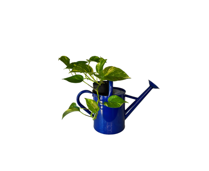 Cobalt Blue Watering Can Planter with Golden Pothos Plant