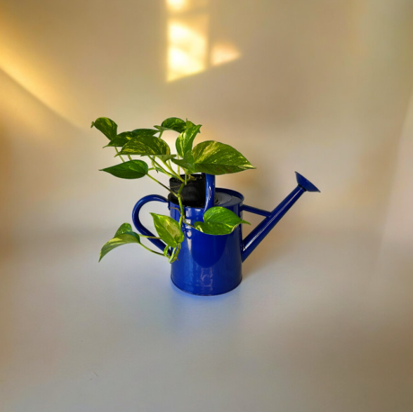 Cobalt Blue Watering Can Planter with Golden Pothos Plant