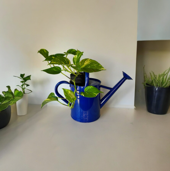 Cobalt Blue Watering Can Planter with Golden Pothos Plant