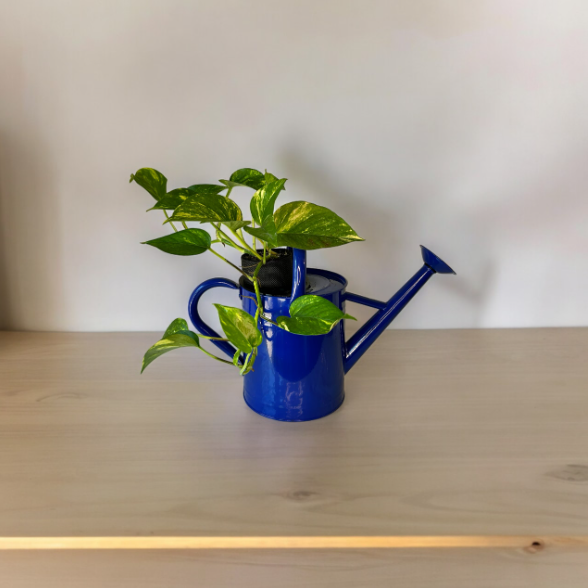 watering golden pothos Cobalt Blue Watering Can Planter with Golden Pothos Plant