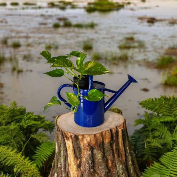 Cobalt Blue Watering Can Planter with Golden Pothos Plant