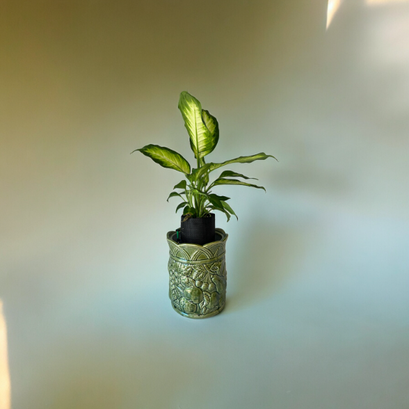 Andrea Sadak Jay Willfred Green Canister Planter with Dieffenbachia Plant