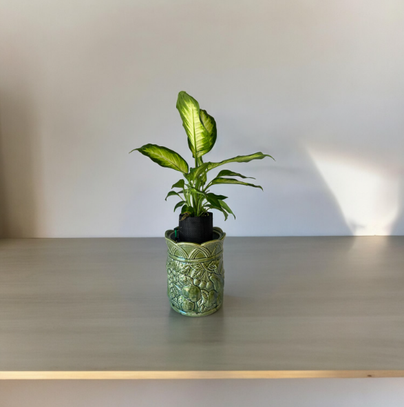 Andrea Sadak Jay Willfred Green Canister Planter with Dieffenbachia Plant