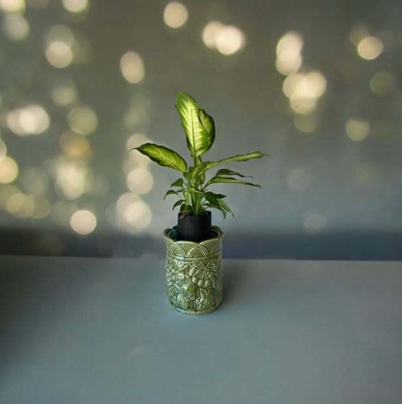 Andrea Sadak Jay Willfred Green Canister Planter with Dieffenbachia Plant
