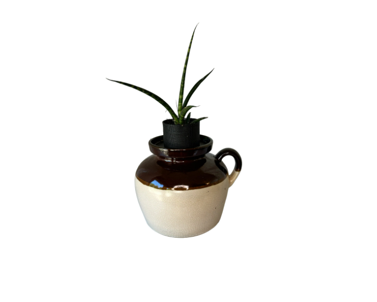 Vintage Roseville Brown & Tan Stoneware Bean Crock Planter with Snake Plant